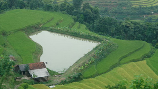 Thửa ruộng hình trái tim lãng mạn keo ca cuoc nha cai Việt Nam